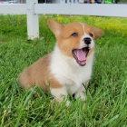 Prod�m o�kovan� a od�erven� �t��ata Pembroke Welsh Corgi.