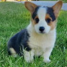 Prod�m �t��ata Pembroke Welsh Corgi.
