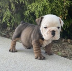 Prod�m o�kovan� a od�erven� �t��ata anglick�ho buldo�ka