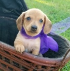 Prod�m o�kovan� a od�erven� �t��ata jezev��k�    