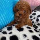 Prod�m o�kovan� a od�erven� �t��ata pudla    