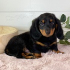 Prod�m o�kovan� a od�erven� �t��ata dlouhosrst�ch jezev��k�