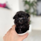 Prod�m o�kovan� a od�erven� �t��ata �ern�ho pudla