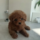 Prod�m �t��ata mini Pudla hra�ek