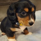 Prod�m zdrav� �t��ata dlouhosrst�ch trpasli��ch jezev��k�