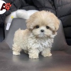 Prod�m �t��ata bi�onka.