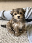 �t��ata havanese na prodej.