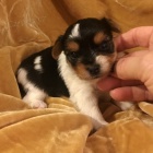 Prodám mini štěňata biewer teriéra. Prodám mini štěňata biewer teriéra.