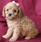Prod�m �t��ata CAVAPOO.