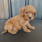 Prod�m �t��ata CAVAPOO.