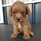 Prod�m �t��ata CAVAPOO.