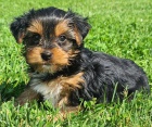 Prodám zdravá štěňata yorkie. Prodám zdravá štěňata yorkie.