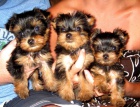 Prodám zdravá štěňata yorkie. Prodám zdravá štěňata yorkie.