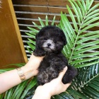 Prod�m �t��ata �ern�ho o�kovan�ho toy pudla.