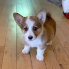 Prod�m �t��ata Pembroke Welsh Corgi.