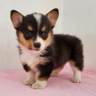 Prod�m mini o�kovan� �t��ata Pembroke Welsh Corgi.