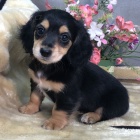 Prod�m �t��ata trpasli��ch dlouhosrst�ch Jezev��k�