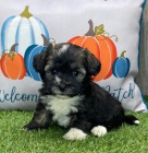 Prod�m mini o�kovan� �t��ata havanese.
