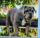 Anglick� buldok �t��ata