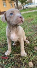 Pitbull Blueline Lilac �t��ata