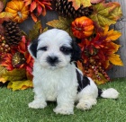 Prod�m mini toy �t��ata havanese.