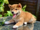 Prod�m o�kovan� �t��ata mini shiba inu
