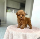 Prod�m zdrav� a o�kovan� a od�erven� �t��ata mini Pudla.