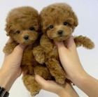 Prod�m �t���tka mini mini pudla hra�ek.