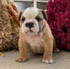 Prod�m kr�sn�, and�lsk� mini zdrav� �t��ata anglick�ho buldo�ka