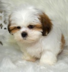 Prodm tata mini hraek SHIH TZU