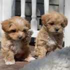 Prodám mini štěňata MALTIPOO Prodám mini štěňata MALTIPOO