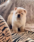 Zdrav ttka Chow Chow k adopci zdarma.