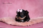 Yorkshire terrier s PP (rodokmeny) Yorkshire terrier s PP (rodokmeny)