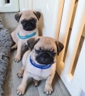 Mops štěňata k dispozici Mops štěňata k dispozici