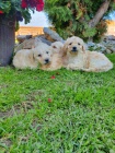 Goldendoodle �t��ata na prodej