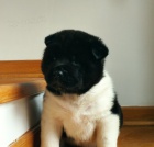 Americk� Akita �t��ata na prodej