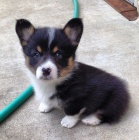 Prod�m mini hra�ku �t��ata Pembroke Welsh Corgi.