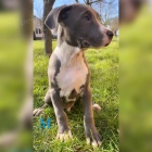 PitBull �t��ata