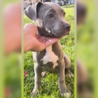 PitBull �t��ata