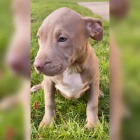 PitBull �t��ata