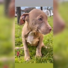 PitBull �t��ata
