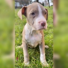 PitBull �t��ata