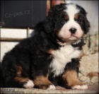 Bernsk� hora �t��ata