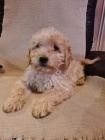 Goldendoodle �t��ata
