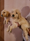 Goldendoodle �t��ata