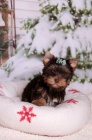 Yorkshire terrier s PP (rodokmeny) Yorkshire terrier s PP (rodokmeny)