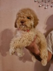 Labradoodle �t��ata