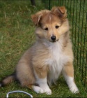 Prod�m mini �t��ata Sheltie