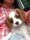 Zdrav� a kr�sn� �T��ATA Kaval�r King Charles Spaniel na prodej.
