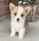 Prod�m �t��ata Pembroke Welsh Corgi.